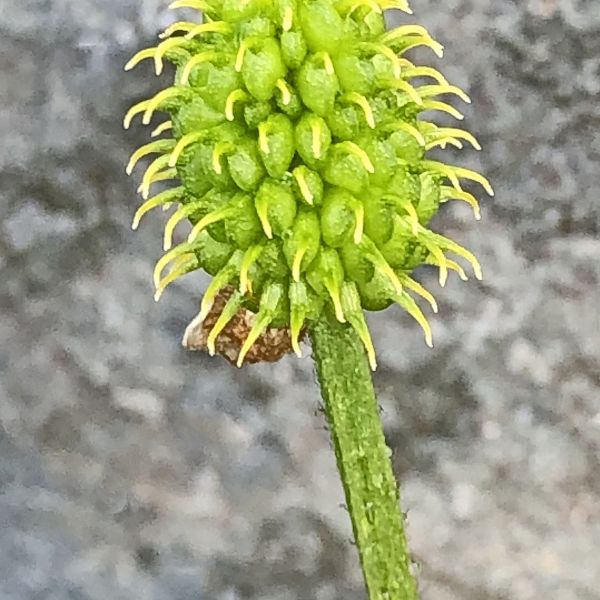 Ranunculus sulphureus Fi Gamvik Ifjordfjellet Ø for Eastorjohka 2021.08 4 R.Elven a